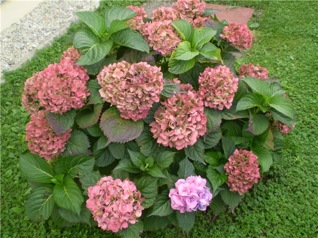 hortenzija